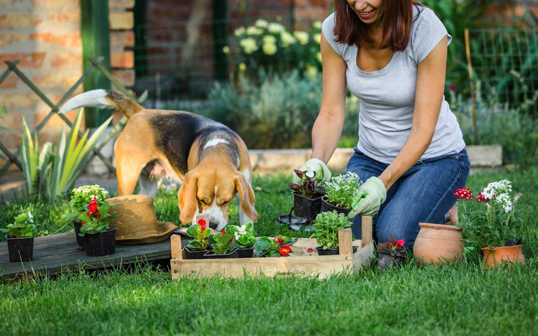 Pet Friendly Garden Checklist