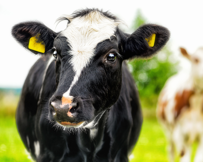 dairy_heifer