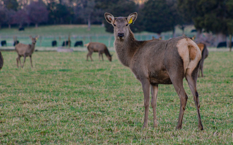 deer-hero
