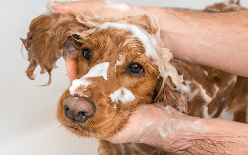 dog-grooming