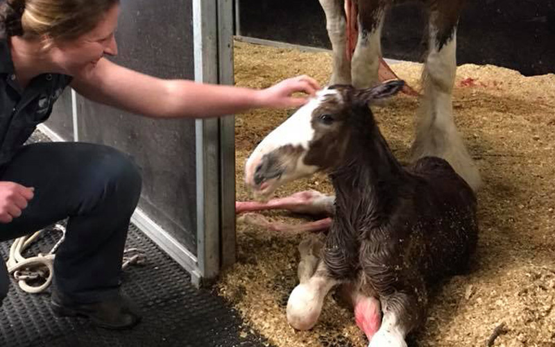 foaling-down