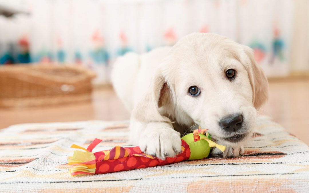How to Socialise Your Puppy
