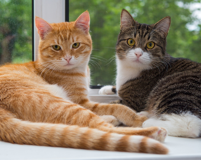 two_cats